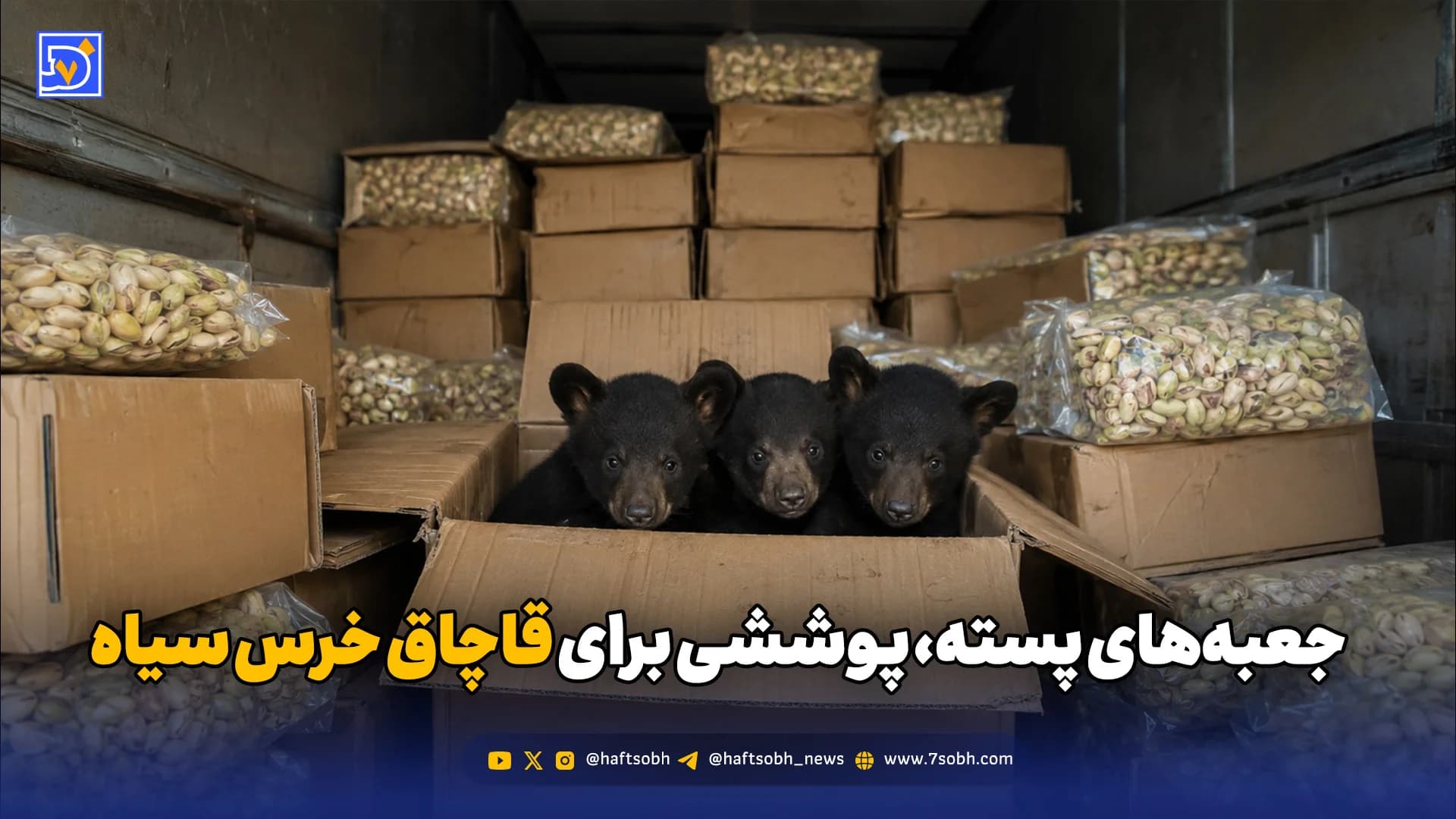 جعبههای پسته، پوششی برای قاچاق خرس سیاه