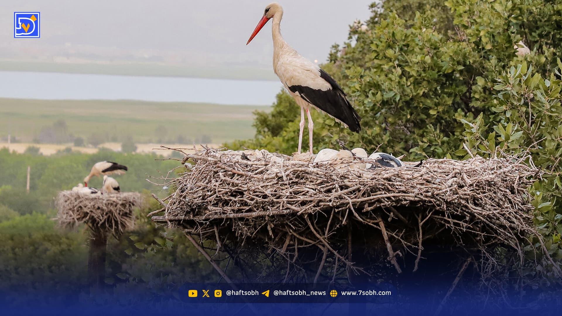 اسکان اجباری لک لکهای مهاجر در شهر ری