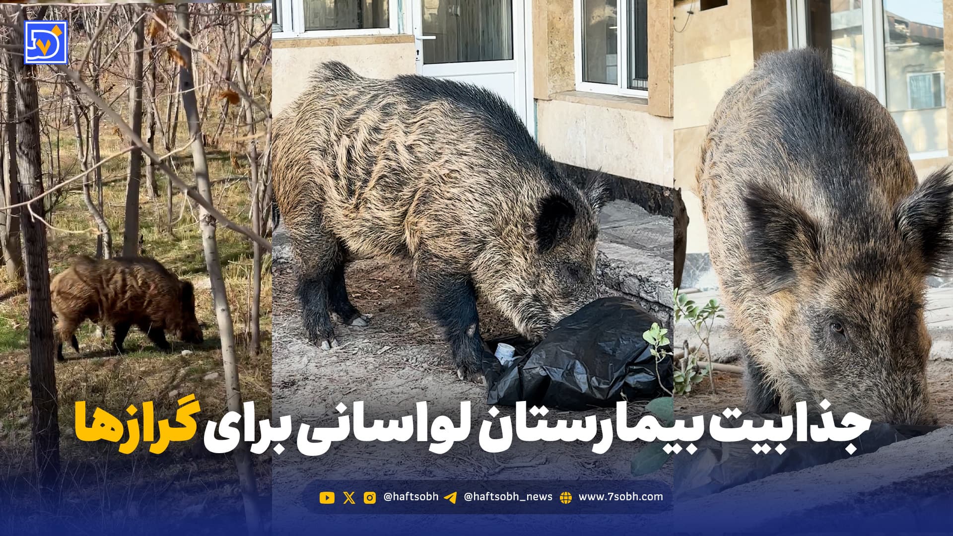 جذابیتهای بیمارستان لواسانی برای حضور گرازها